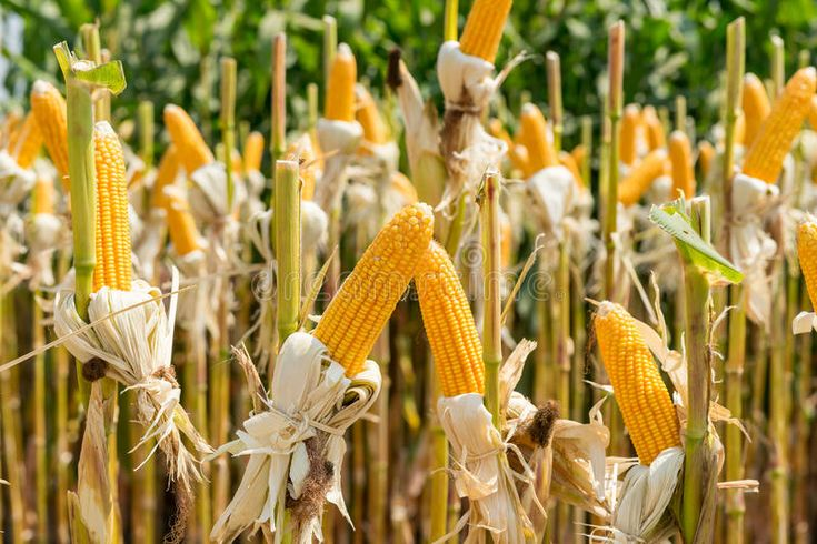 Corn Field Close-Up